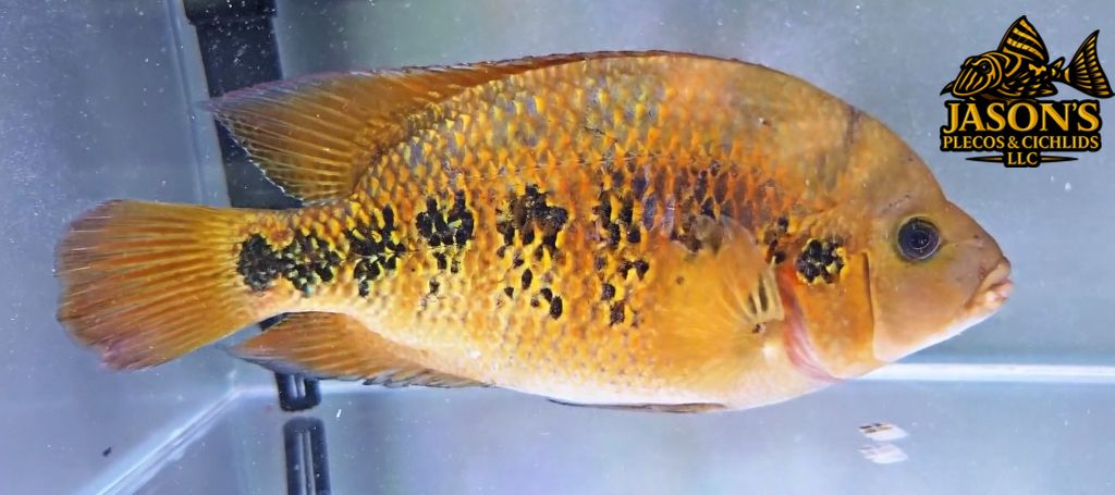 Hybrid Cichlid