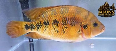 Yellow Jacket x Midas Hybrid Cichlid
