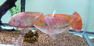 Fenestratus Cichlid - (Vieja Fenestratus)