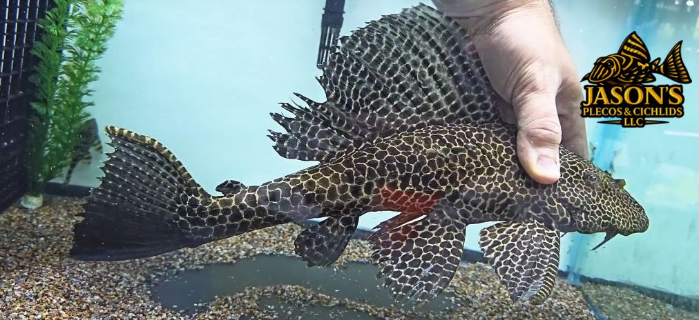 L165 Sail Fin Pleco - (Pterygoplichthys gibbiceps)