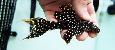 Plecos