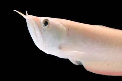Arowana