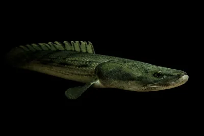 Bichir
