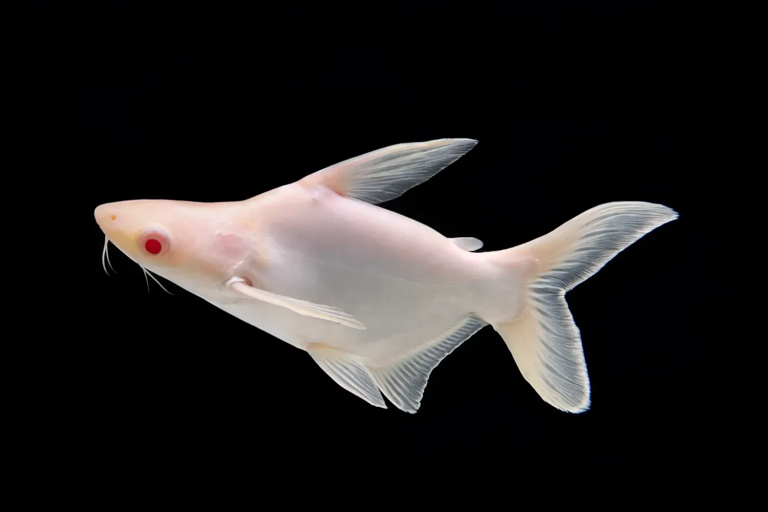ラリーゲファート　Geppyfish 5'9\
