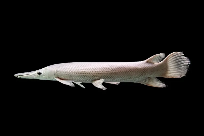 Gar