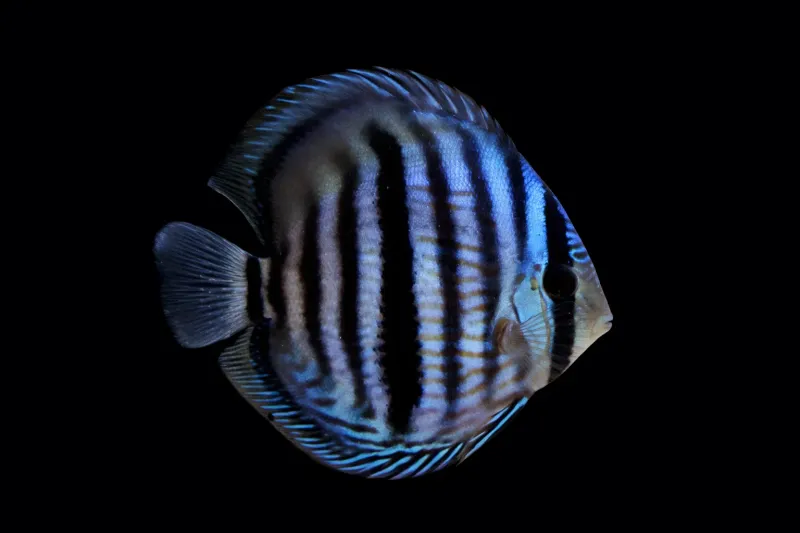 Discus