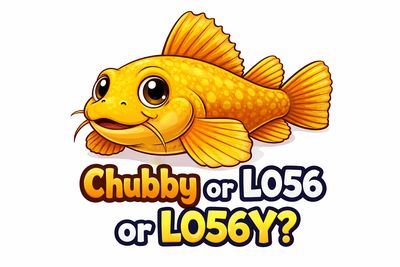 Parancistrus aurantiacus vs. Pseudancistrus sp. (L056)