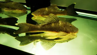 Chaetostoma brevilabiatum