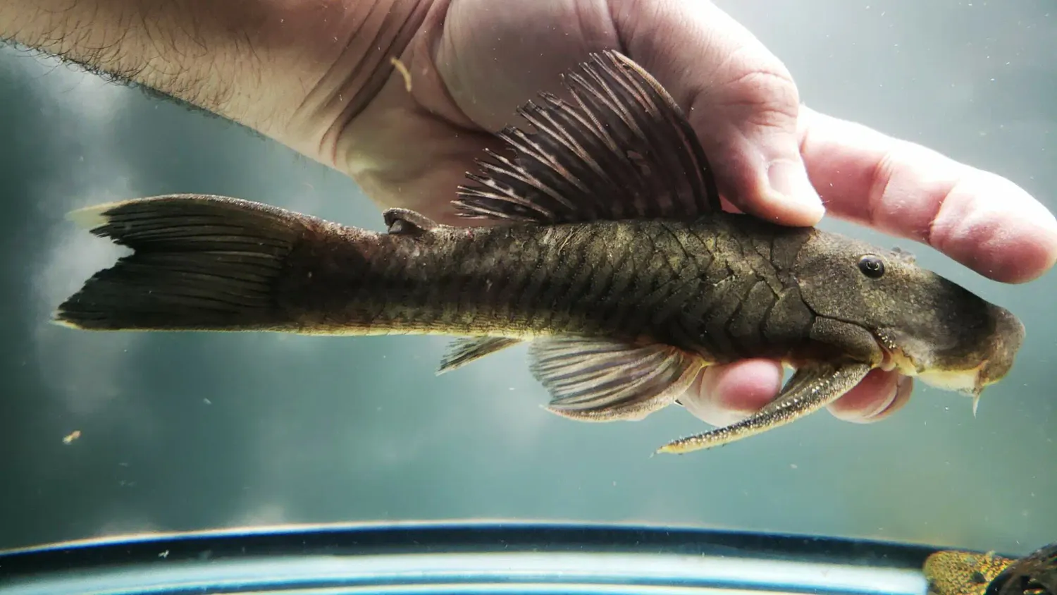 Chaetostoma brevilabiatum