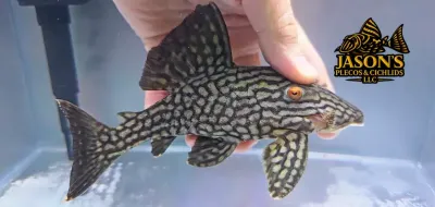 L330 Watermelon Pleco - (Panaque nigrolineatus laurafabianae) L330 Watermelon Pleco - (Panaque nigrolineatus laurafabianae)