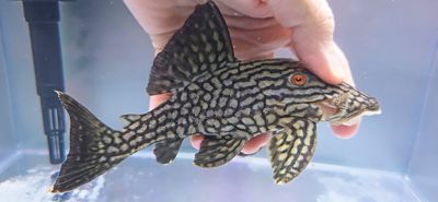 L330 Watermelon Pleco - (Panaque nigrolineatus laurafabianae)