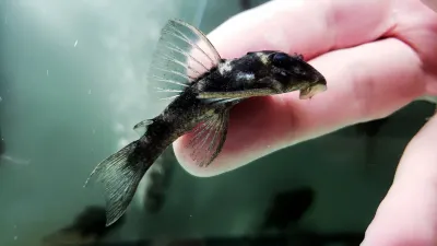 L199 Yellowhead Zebra Pleco - (Hypancistrus furunculus) Rare Color Morph