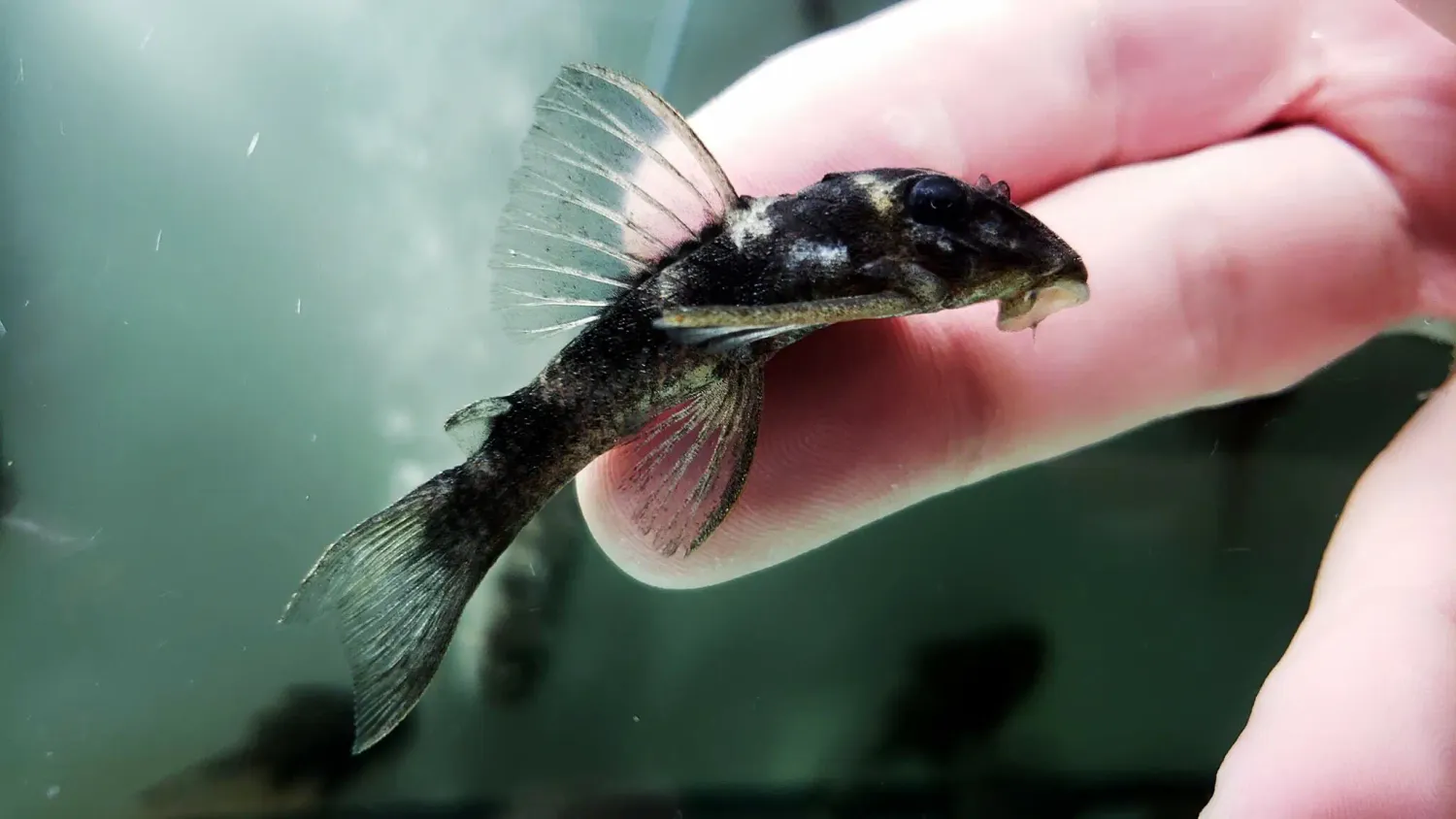 L199 Yellowhead Zebra Pleco - (Hypancistrus furunculus) Rare Color Morph