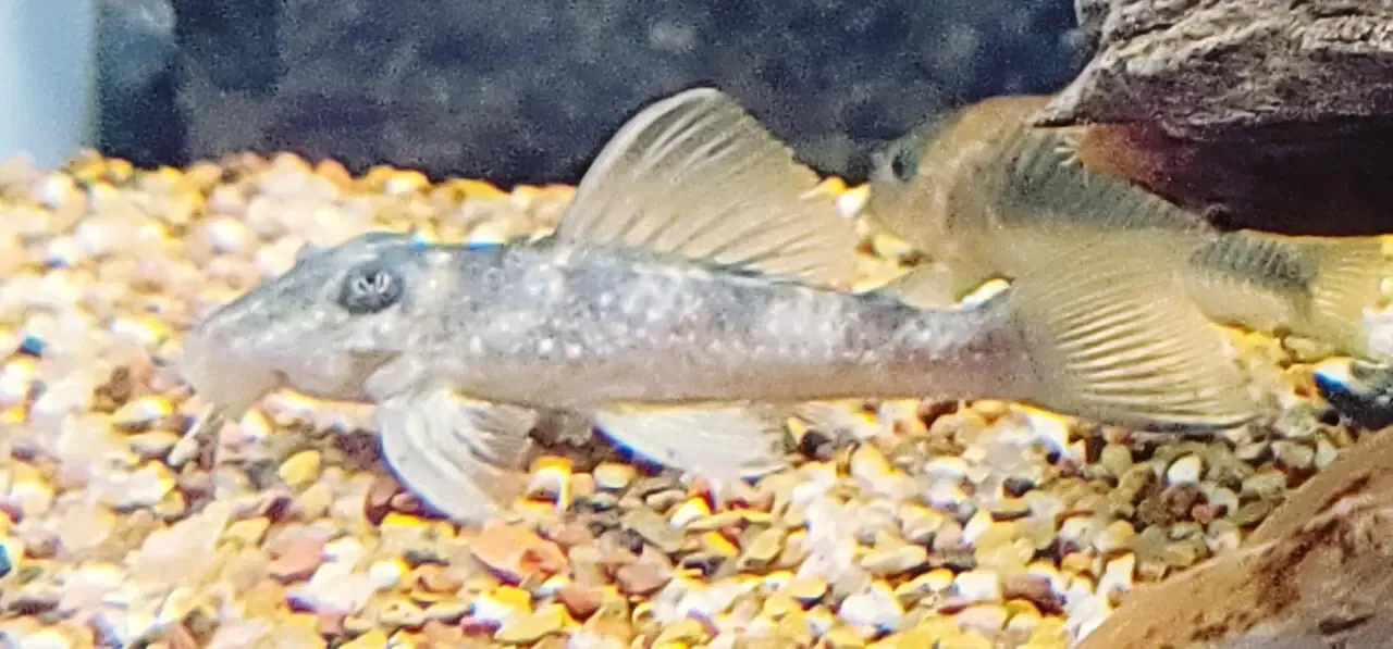 L199 Yellowhead Zebra Pleco - (Hypancistrus furunculus) Rare Color Morph