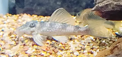 L199 Yellowhead Zebra Pleco - (Hypancistrus furunculus) Rare Color Morph