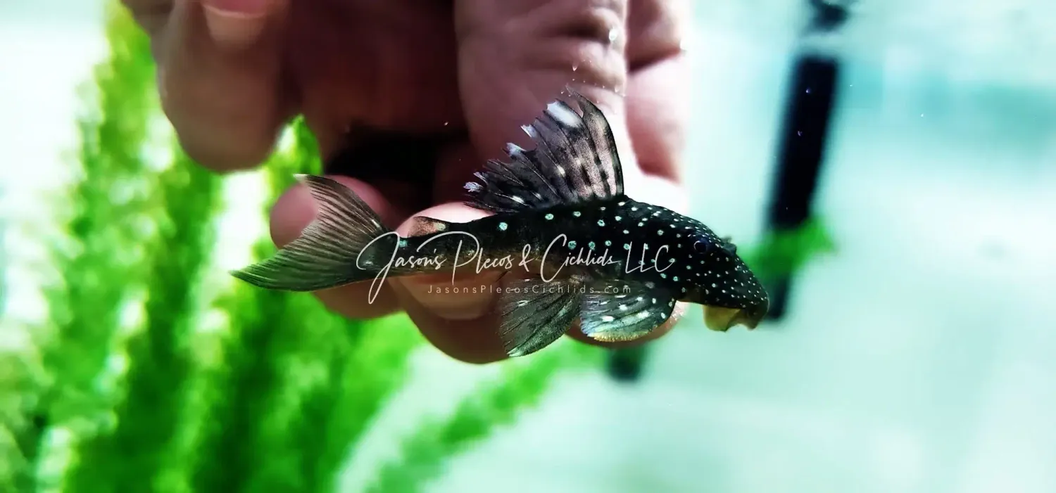 L128 Blue Phantom Pleco - (Hemiancistrus sp.)