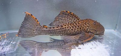 L091 Three Beacon Pleco/Redfin Blackspot Pleco - (Leporacanthicus triactis)