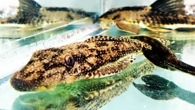 L151 Flat Head Pleco - (Dekeyseria scaphirhynchus)