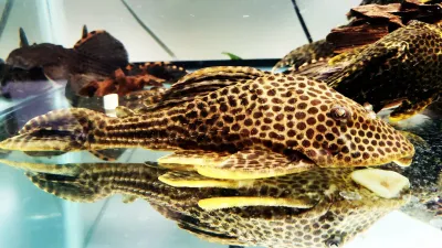 L050 Spotted Humpbacked Pleco - (Hypostomus cf. cochliodon)