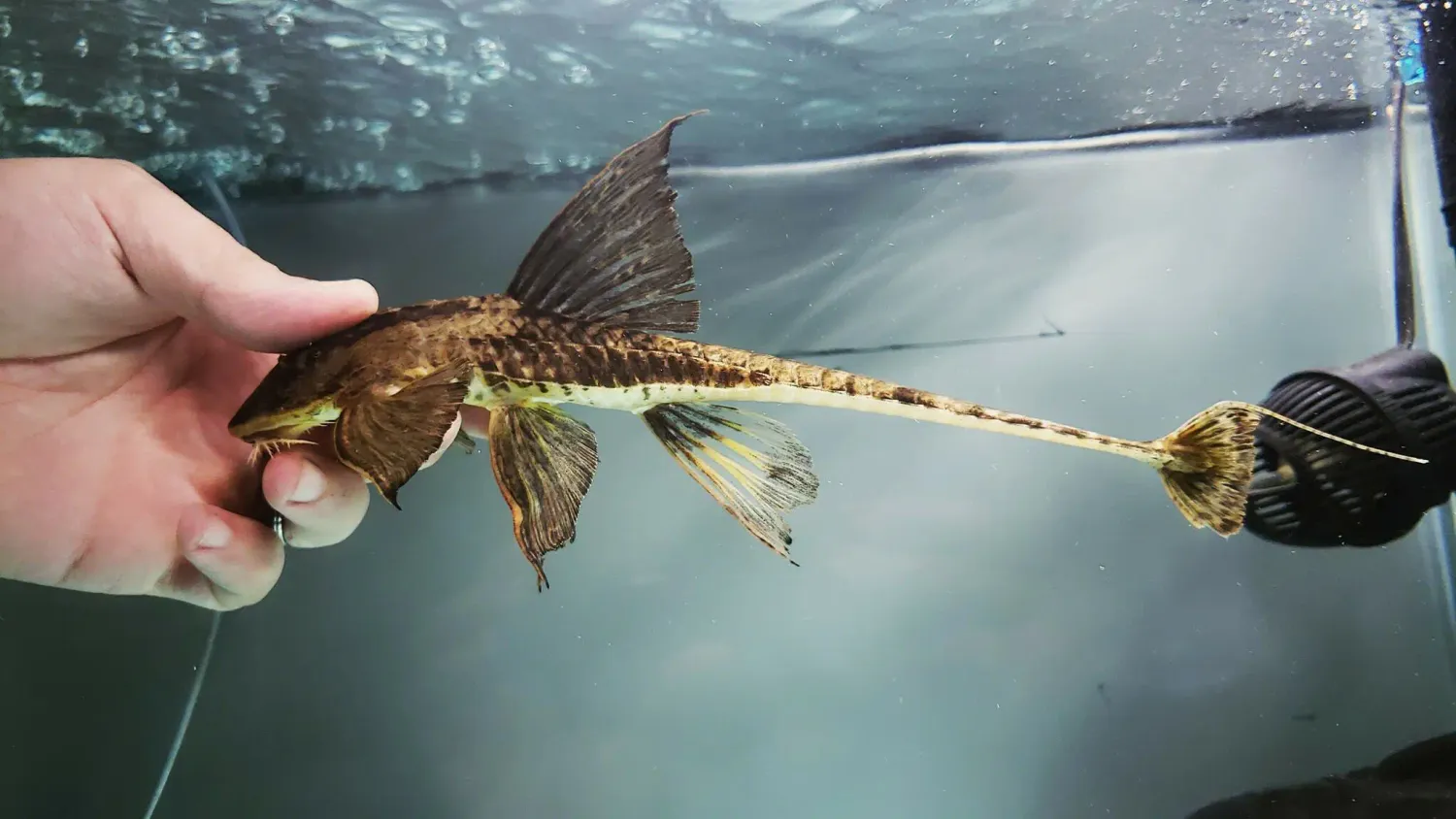 Crying Whiptail - (Loricaria nimairaco)