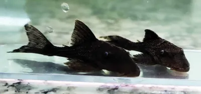 Blue Eyed Royal Pleco - (Panaque cochliodon) Blue Eyed Royal Pleco - (Panaque cochliodon)