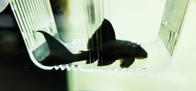 Blue Eyed Royal Pleco - (Panaque cochliodon)