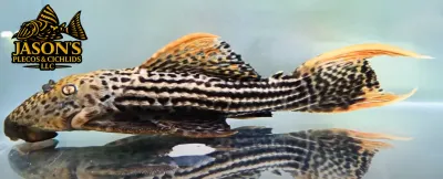 L025 Scarlet Cactus Pleco 7 Pointer - (Pseudacanthicus pirarara)
