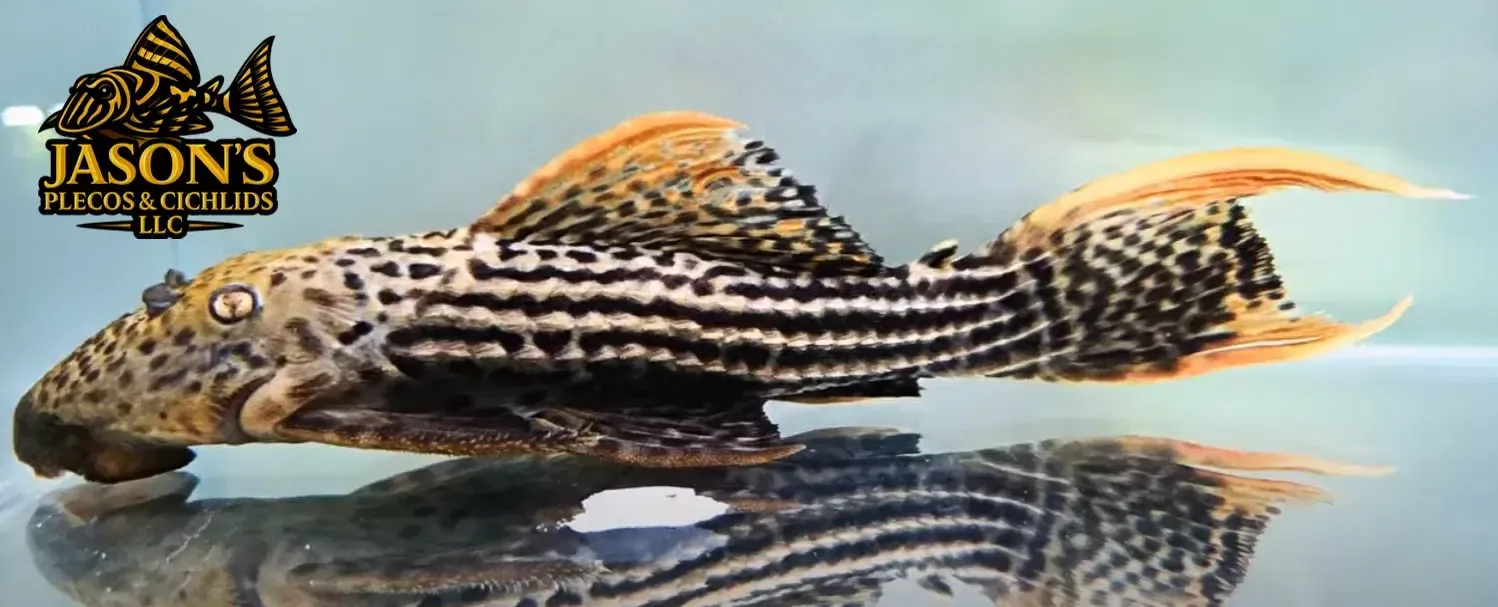 L025 Scarlet Cactus Pleco 7 Pointer - (Pseudacanthicus pirarara)