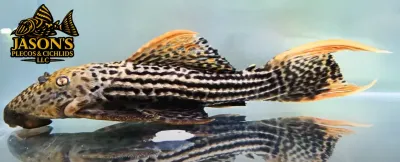 L025 Scarlet Cactus Pleco 7 Pointer - (Pseudacanthicus pirarara)