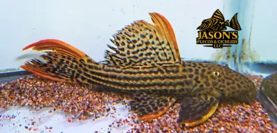 L025 Scarlet Cactus Pleco 7 Pointer - (Pseudacanthicus pirarara)