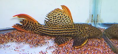 L025 Scarlet Cactus Pleco 7 Pointer - (Pseudacanthicus pirarara)