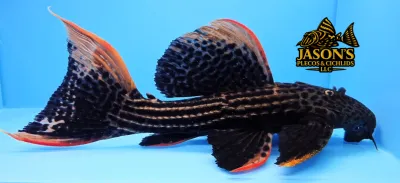 L025 Scarlet Cactus Pleco 7 Pointer - (Pseudacanthicus pirarara) L025 Scarlet Cactus Pleco 7 Pointer - (Pseudacanthicus pirarara)