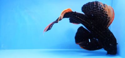 L025 Scarlet Cactus Pleco 7 Pointer - (Pseudacanthicus pirarara)