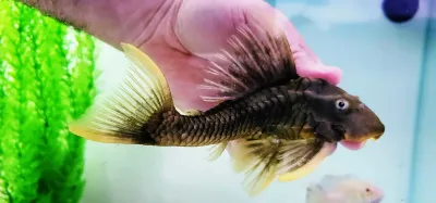 L360 Firefin Pleco - (Hypostomus sp.)
