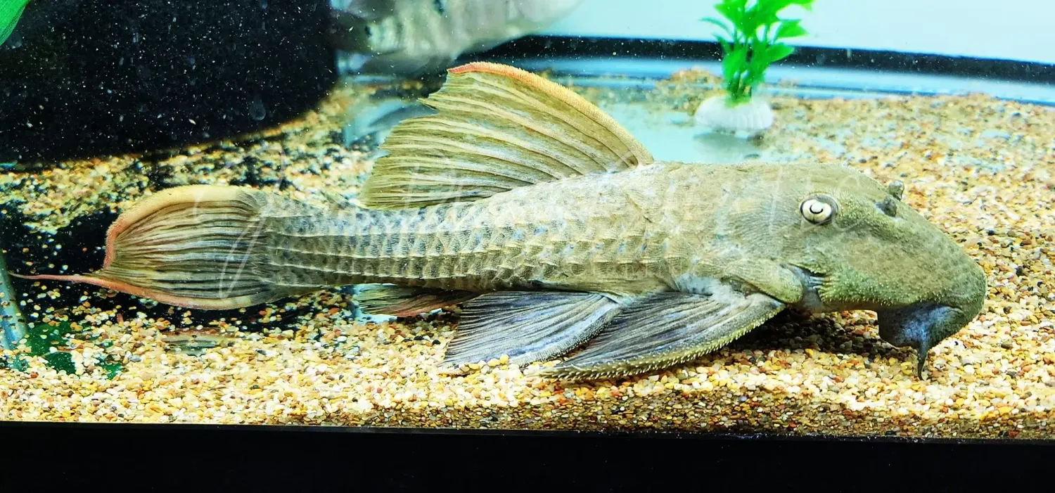 L024 Red Fin Cactus Pleco - (Pseudacanthicus pitanga)