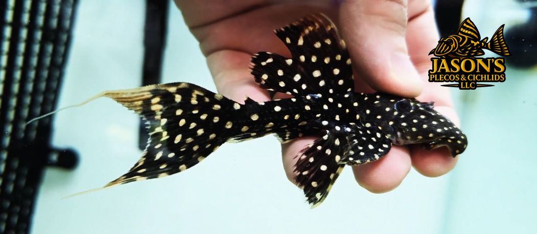 LDA105 Typhoon Pleco/Fire Spot Cactus Pleco - (Pseudacanthicus sp.)