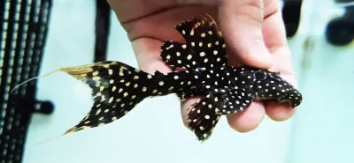 LDA105 Typhoon Pleco/Fire Spot Cactus Pleco - (Pseudacanthicus sp.)