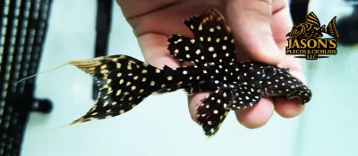 LDA105 Typhoon Pleco/Fire Spot Cactus Pleco - (Pseudacanthicus sp.)