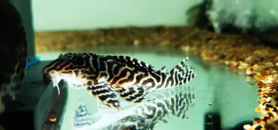 L333 King Tiger Pleco - (Hypancistrus Seideli) Bellenz