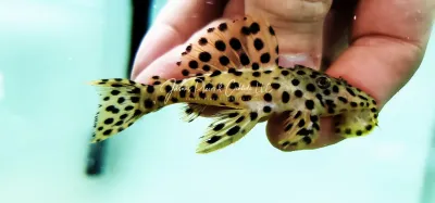 Golden Vampire Pleco - (Leporacanthicus heterodon)
