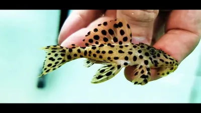 Golden Vampire Pleco - (Leporacanthicus heterodon)