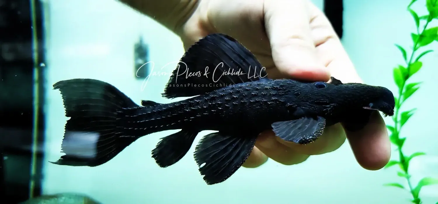 L185 Evil Cactus Pleco - (Pseudacanthicus Nyktos)