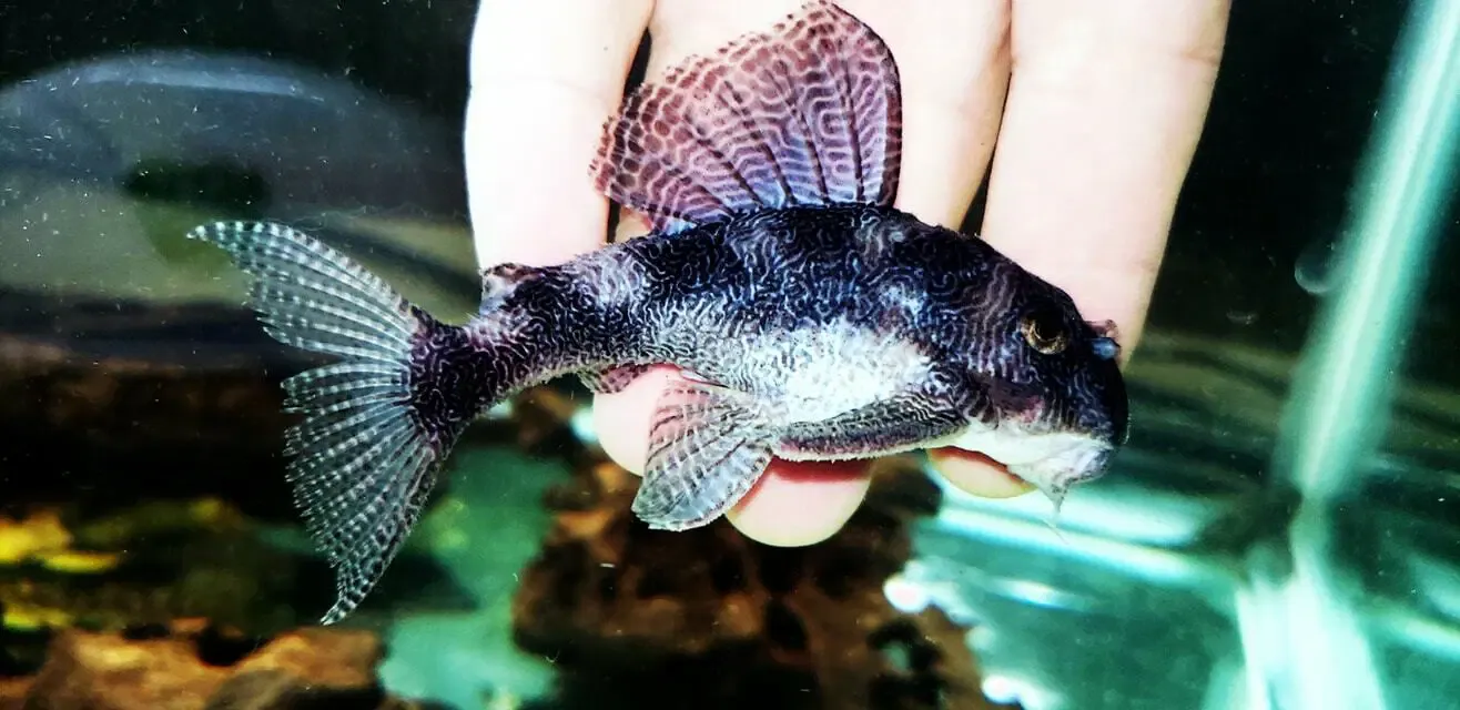 L411 Monte Dourado Pleco - (Hypancistrus sp.)