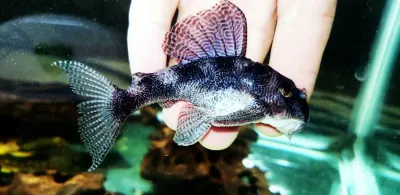 L411 Monte Dourado Pleco - (Hypancistrus sp.)