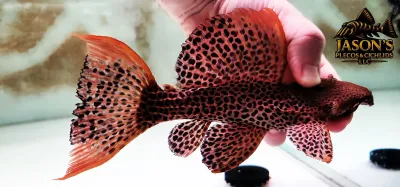 L114 Leopard Cactus Pleco - (Pseudacanthicus cf. leopardus)