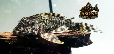 Otali Pleco - (Peckoltia otali)