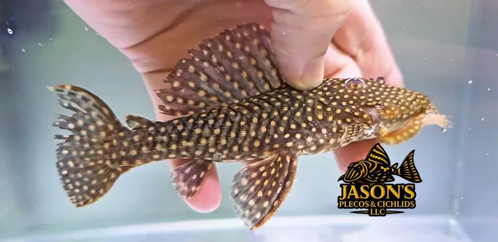L029 Galaxy Pleco - (Leporacanthicus galaxias)