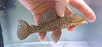 L029 Galaxy Pleco - (Leporacanthicus galaxias)