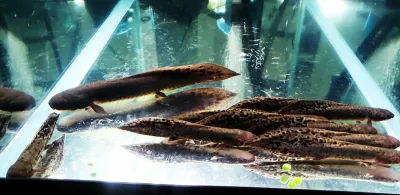 Australian Lungfish - (Neoceratodus forsteri)