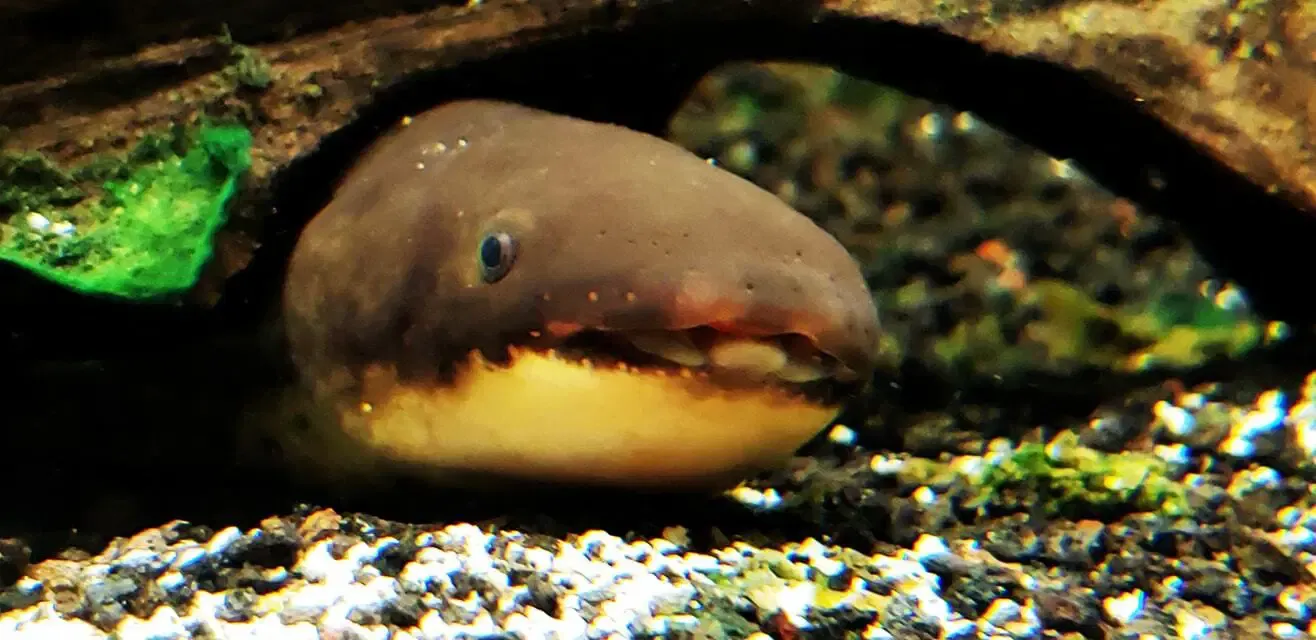 Australian Lungfish - (Neoceratodus forsteri)